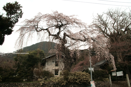 平泉寺の桜