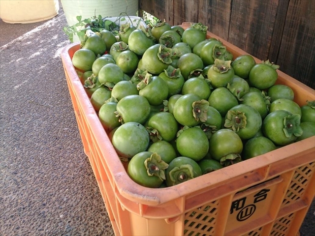 柿渋作り