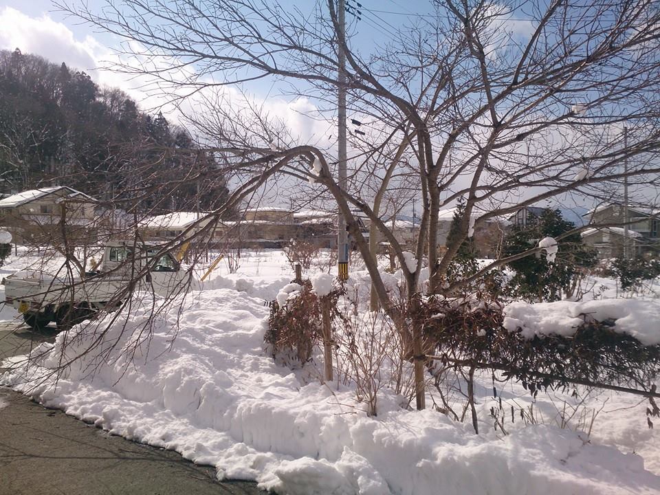 雪の染料畑