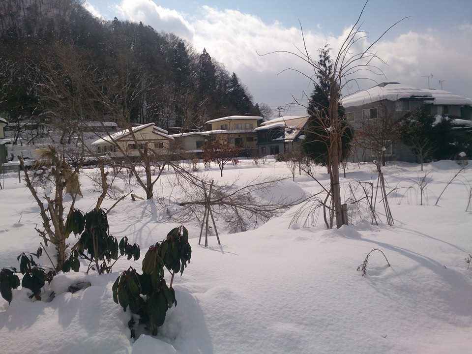 雪の染料畑