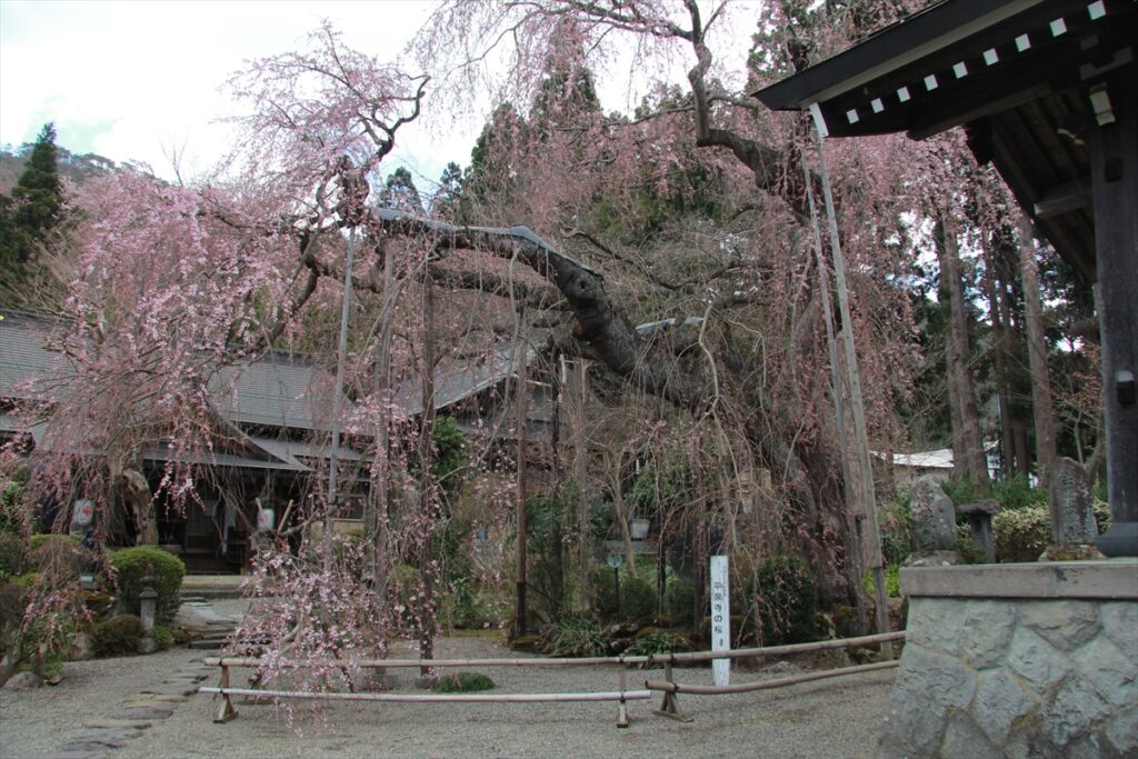 平泉寺の桜
