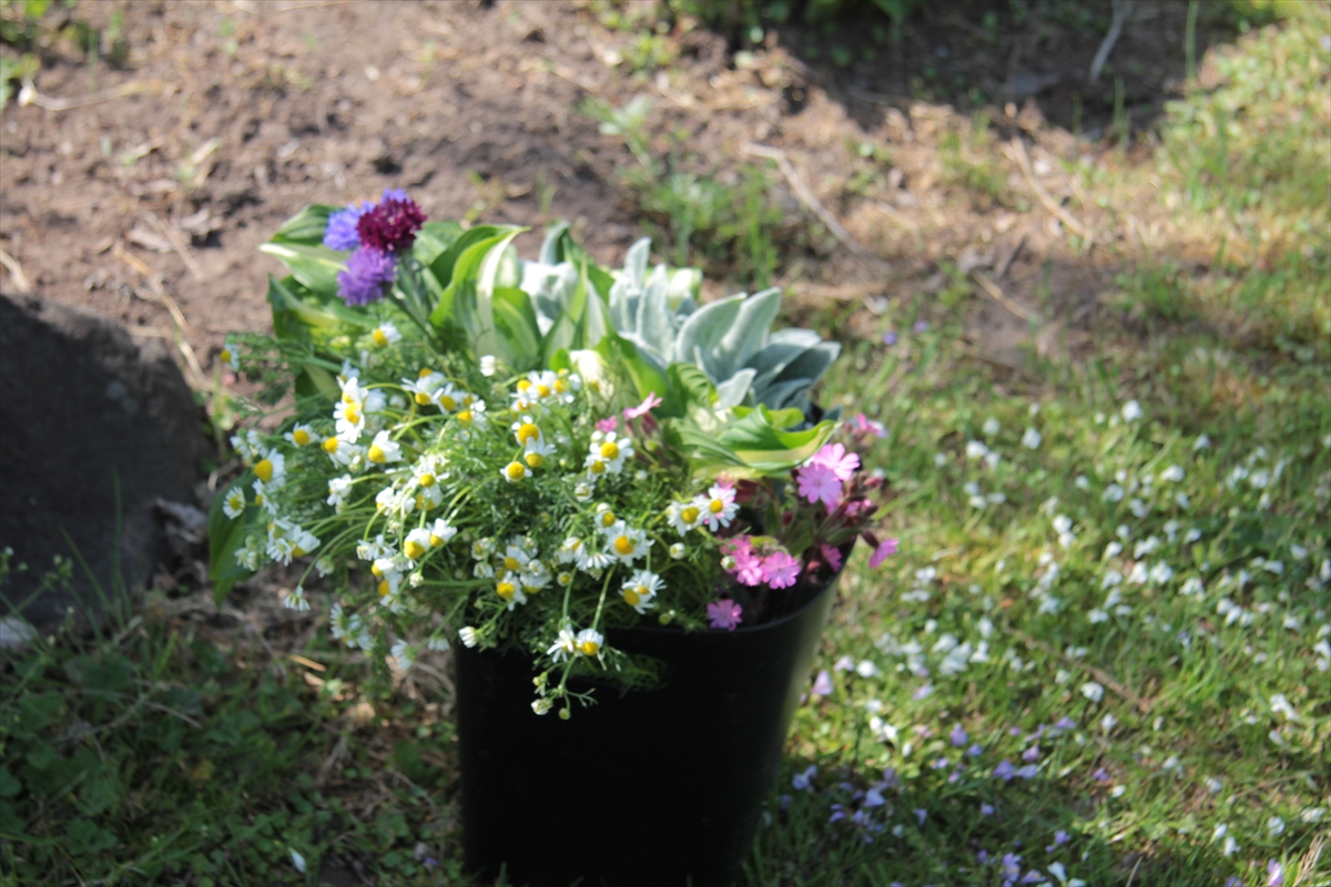 染料畑の花束の収穫