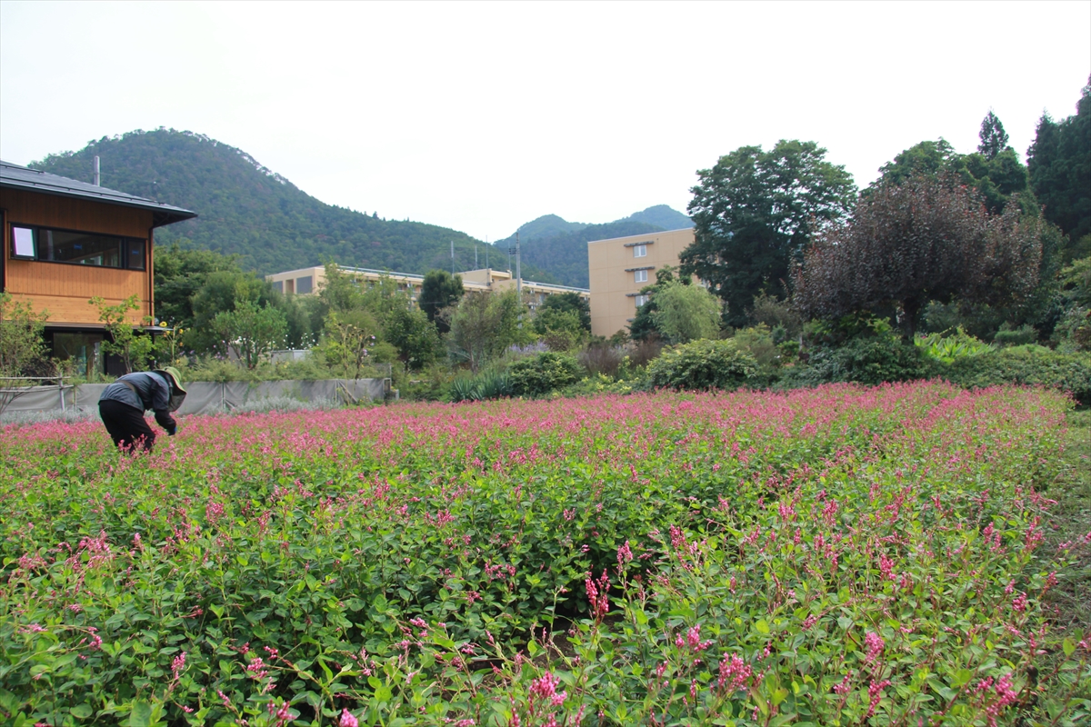 瓶屋の藍畑