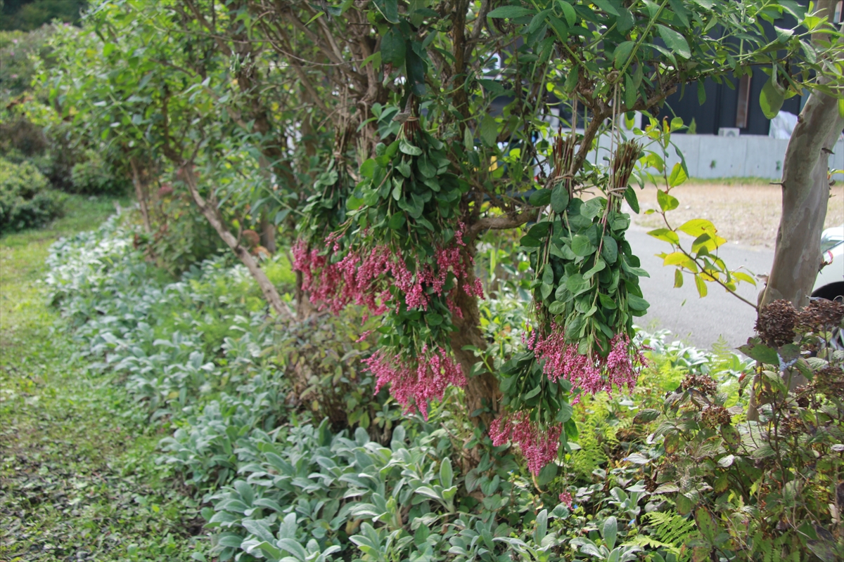 刈り取った藍の花