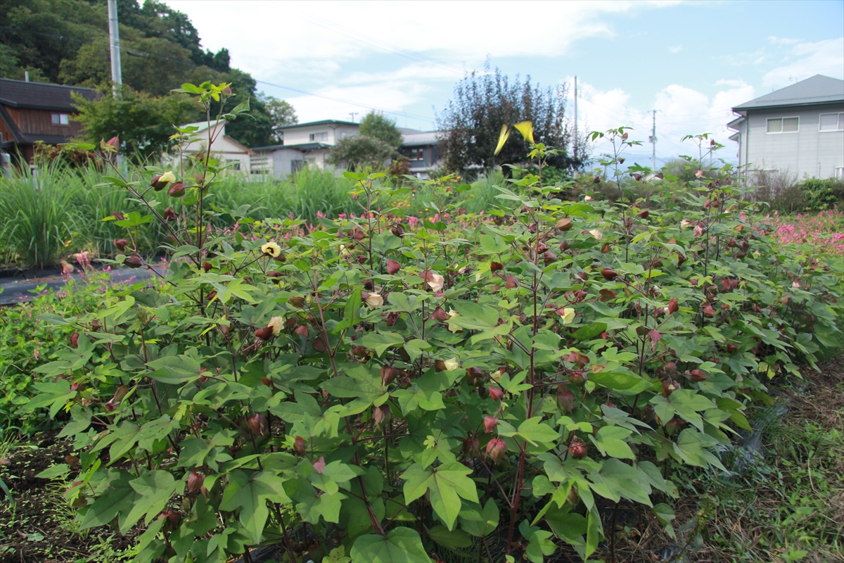 染料畑の綿の花