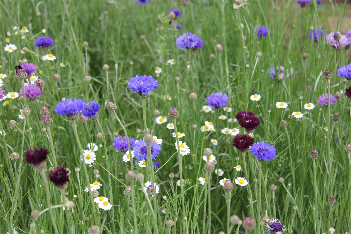 瓶屋の染料畑の花