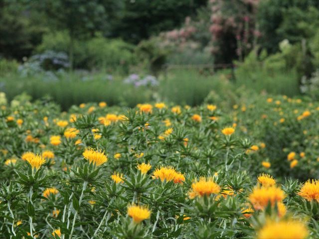 瓶屋の紅花染め体験